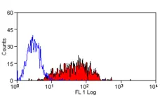 Anti Mouse CD83 Antibody, clone 3D11 gallery image 4