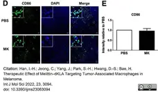 Anti Mouse CD86 Antibody, clone GL-1 gallery image 1