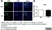 Anti Mouse CD86 Antibody, clone GL-1 thumbnail image 1