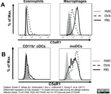 Anti Mouse CD88 Antibody, clone 20/70 gallery image 1