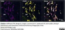 Anti Mouse CD88 Antibody, clone 20/70 gallery image 3