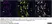 Anti Mouse CD88 Antibody, clone 20/70 thumbnail image 3