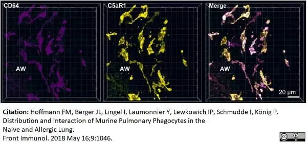 Anti Mouse CD88 Antibody, clone 20/70 gallery image 3