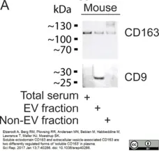 Anti Mouse CD9 Antibody, clone MF1 gallery image 1