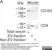 Anti Mouse CD9 Antibody, clone MF1 thumbnail image 1