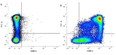 Anti Mouse CD9 Antibody, clone MF1 gallery image 3