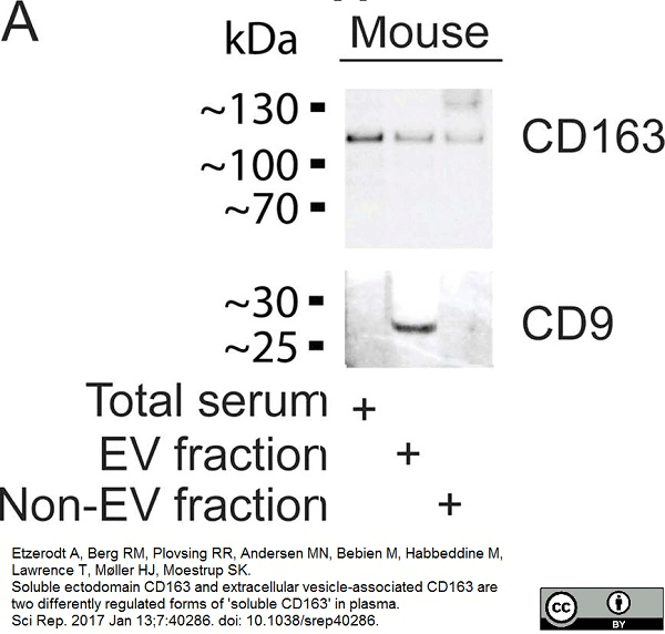 Anti Mouse CD9 Antibody, clone MF1 gallery image 3