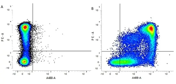 Anti Mouse CD9 Antibody, clone MF1 gallery image 3