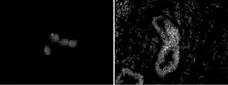 Anti Mouse CHD5 Antibody, clone 5A10 gallery image 1
