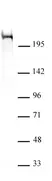 Anti Mouse CHD5 Antibody, clone 5A10 thumbnail image 2