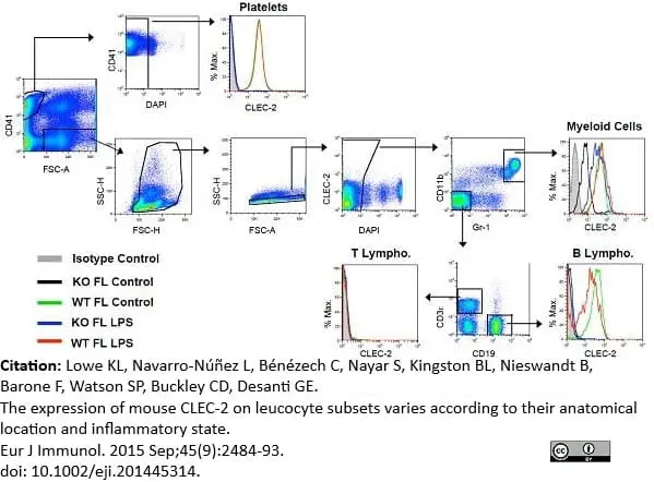Anti Mouse CLEC2 Antibody, clone 17D9 gallery image 3