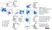 Anti Mouse CLEC2 Antibody, clone 17D9 thumbnail image 4