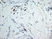 Anti Mouse Dectin-1 Antibody, clone 2A11 thumbnail image 10