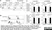 Anti Mouse Dectin-1 Antibody, clone 2A11 thumbnail image 10