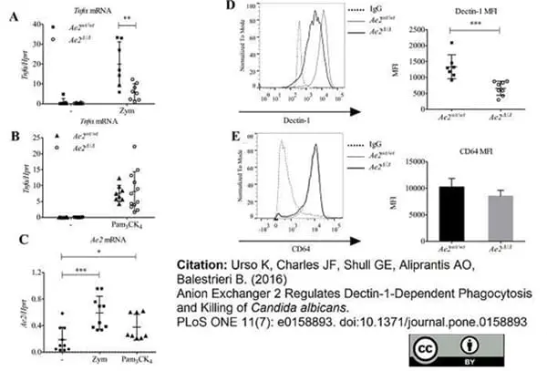 Anti Mouse Dectin-1 Antibody, clone 2A11 gallery image 11