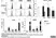 Anti Mouse Dectin-1 Antibody, clone 2A11 thumbnail image 13