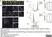 Anti Mouse Dectin-1 Antibody, clone 2A11 thumbnail image 14