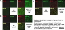 Anti Mouse Dectin-1 Antibody, clone 2A11 gallery image 15
