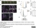 Anti Mouse Dectin-1 Antibody, clone 2A11 thumbnail image 15