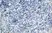 Anti Mouse Dectin-1 Antibody, clone 2A11 thumbnail image 7