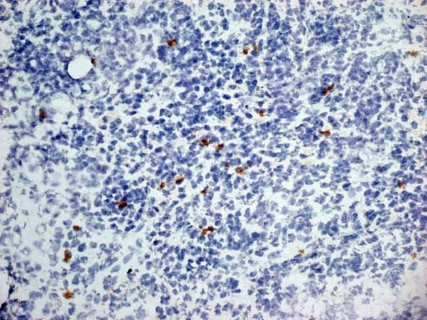 Anti Mouse Dectin-1 Antibody, clone 2A11 thumbnail image 7