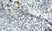 Anti Mouse Dectin-1 Antibody, clone 2A11 thumbnail image 8