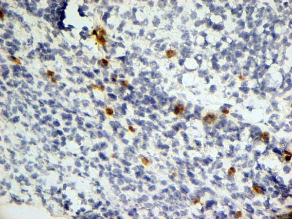 Anti Mouse Dectin-1 Antibody, clone 2A11 gallery image 8