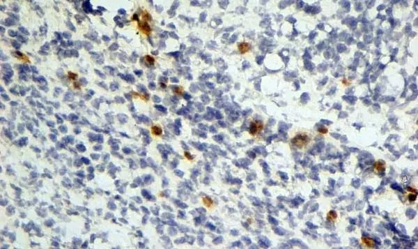 Anti Mouse Dectin-1 Antibody, clone 2A11 gallery image 8