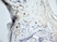 Anti Mouse Dectin-1 Antibody, clone 2A11 thumbnail image 9
