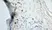 Anti Mouse Dectin-1 Antibody, clone 2A11 thumbnail image 9