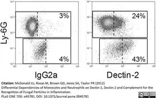 Anti Mouse Dectin-2 Antibody, clone D2.11E4 gallery image 1