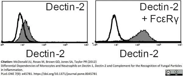 Anti Mouse Dectin-2 Antibody, clone D2.11E4 gallery image 2