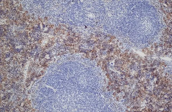 Anti Mouse Dectin-2 Antibody, clone D2.11E4 gallery image 4