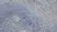 Anti Mouse Delta-Like Protein 1 Antibody, clone HMD1-5 thumbnail image 2