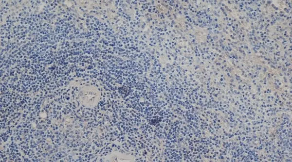 Anti Mouse Delta-Like Protein 1 Antibody, clone HMD1-5 gallery image 2