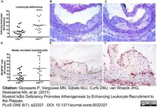 Anti Mouse ER-MP58 Antibody, clone ER-MP58 gallery image 1