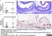 Anti Mouse ER-MP58 Antibody, clone ER-MP58 thumbnail image 1