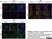 Anti Mouse ER-TR7 Antibody, clone ER-TR7 thumbnail image 1