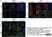 Anti Mouse ER-TR7 Antibody, clone ER-TR7 thumbnail image 1