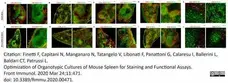 Anti Mouse ER-TR7 Antibody, clone ER-TR7 gallery image 10