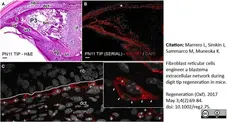 Anti Mouse ER-TR7 Antibody, clone ER-TR7 gallery image 2