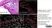 Anti Mouse ER-TR7 Antibody, clone ER-TR7 thumbnail image 2