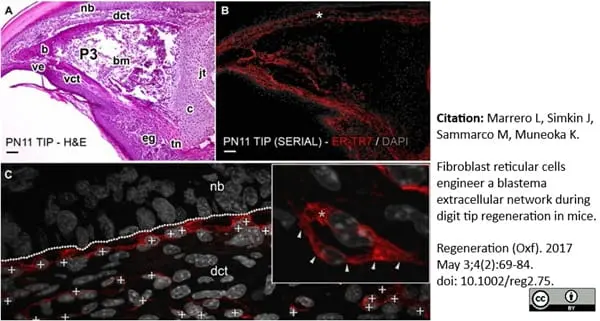 Anti Mouse ER-TR7 Antibody, clone ER-TR7 gallery image 2