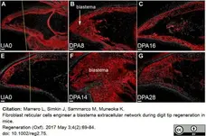 Anti Mouse ER-TR7 Antibody, clone ER-TR7 gallery image 3