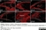 Anti Mouse ER-TR7 Antibody, clone ER-TR7 thumbnail image 3