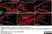 Anti Mouse ER-TR7 Antibody, clone ER-TR7 thumbnail image 3