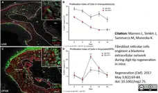 Anti Mouse ER-TR7 Antibody, clone ER-TR7 gallery image 4