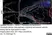 Anti Mouse ER-TR7 Antibody, clone ER-TR7 thumbnail image 5