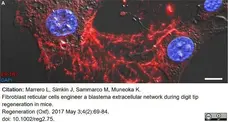 Anti Mouse ER-TR7 Antibody, clone ER-TR7 gallery image 7