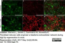 Anti Mouse ER-TR7 Antibody, clone ER-TR7 gallery image 8